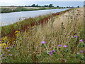 TL4177 : The New Bedford River near Sutton in the Isle by Richard Humphrey