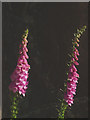 NY7469 : Foxgloves, Swallow Crags (2) by Karl and Ali