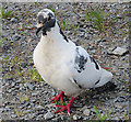 SN5881 : Feral Pigeon (Columba livia) by Anne Burgess