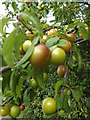 TM3968 : Plum Fruit off the A12 Main Road by Geographer