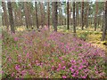 NJ0263 : Bell Heather by Mick Garratt