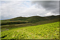 NY2634 : Bracken on north side of Little Cockup by Trevor Littlewood