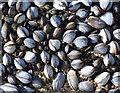 SX0486 : Mussel whorl at Trebarwith Strand, Cornwall by Edmund Shaw