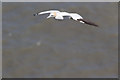 TA1974 : Gannet, Bempton Cliffs, Yorkshire by Christine Matthews