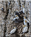 TA1974 : Gannets and Kittiwakes, Bempton Cliffs, Yorkshire by Christine Matthews