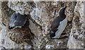 TA1874 : Guillemot, Bempton Cliffs, Yorkshire by Christine Matthews