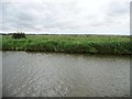 TM5094 : River bank, Burgh Marshes by Christine Johnstone