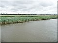 TM4895 : Burgh Marshes by Christine Johnstone