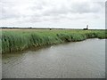 TM4795 : Norfolk bank, River Waveney, at Wheatacre Marshes by Christine Johnstone