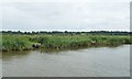 TM5093 : Anglers' pegs, east bank, Oulton Dyke by Christine Johnstone