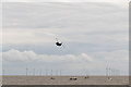 TM1713 : Chinook , Clacton Air Show 2015, Essex by Christine Matthews