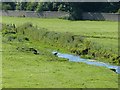 SJ7387 : Watermeadow near Dunham Massey by Dave Dunford