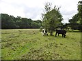 SU3209 : Ashurst, cattle grazing by Mike Faherty