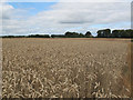 SE3439 : Wheatfield off Whin Moor Lane by Stephen Craven