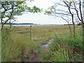 TM2942 : Soggy footpath near the Deben, Hemley by Roger Jones