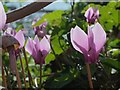 SX9163 : Cyclamen, Royal Terrace Gardens by Derek Harper