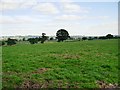 SJ4966 : View from St Andrew's Churchyard by David Dixon