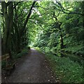 SK3354 : Cromford Canal north of Whatstandwell by David Lally