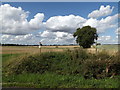 TM1264 : Footpath to Brockford Green by Geographer