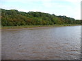 SE8619 : The Cliff from the River Trent [2] by Christine Johnstone