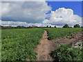 SJ7251 : S Cheshire Way crossing carrot crop, SW of Weston near Crewe by Colin Park