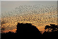 SS8377 : Flock of starlings by Alan Hughes