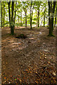 SU2011 : Newly raised stream bed, in Broomy Inclosure by Peter Facey