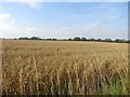 NU2403 : A crop of oats north of Togston by Graham Robson