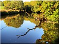 SD7913 : River Irwell at Burrs Country Park by David Dixon