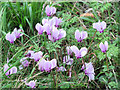 SP9314 : Cyclamen at College Lake, near Tring by Chris Reynolds