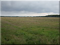  : Farmland off the Icknield Way by JThomas