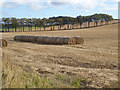 NT8757 : Round bales and row of trees at Harelaw by Oliver Dixon