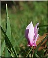 SX9065 : Cyclamen on Stantaway Hill by Derek Harper