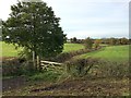 SJ8051 : Bignall End: footpath off Great Oak Road by Jonathan Hutchins