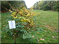 TF6828 : Japanese Knotweed (Fallopia japonica) on the Sandringham Estate by Richard Humphrey