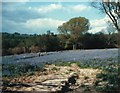 TQ6410 : Bluebells in Herstmonceux Castle grounds by Jonathan Hutchins