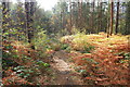 SJ5470 : Delamere Forest by Jeff Buck