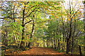 SJ5371 : Autumn in Delamere Forest by Jeff Buck