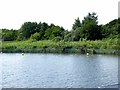 TG3115 : Reedbeds, Salhouse Broad by David Dixon