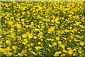 SO7806 : Buttercups in flower by Philip Halling