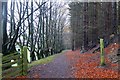 NT2347 : Beech and larch trees near Barony Castle by Jim Barton