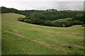 ST9922 : Belt of trees near East Combe Wood by Derek Harper