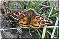 NX8999 : Emperor Moth, Morton Castle by Richard Sutcliffe