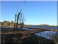 SJ8609 : Belvide Reservoir by Jonathan Hutchins