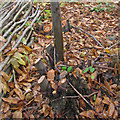 TM1931 : Coppicing for a standard, Stour Wood, Ramsey by Roger Jones