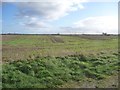 SE6364 : Flock of birds over farmland, off Lilling Low Lane by Christine Johnstone