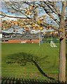 SX9065 : Tree, Torquay Academy by Derek Harper