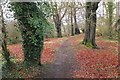 NT2663 : Beech wood near Gowkley Moss by Jim Barton