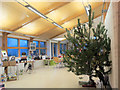 SP9313 : The Xmas Tree in the Visitor Centre, College Lake by Chris Reynolds