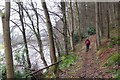 NT3936 : Riverside path at Elibank by Jim Barton